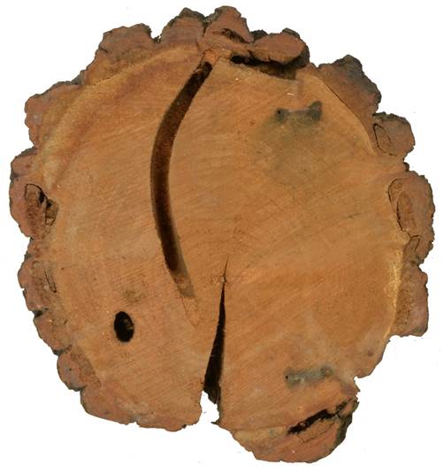 Pc CZ Salix caprea.JPG